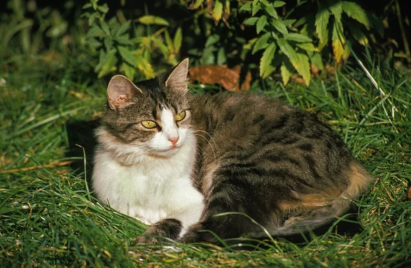 家猫躺在草上 — 图库照片