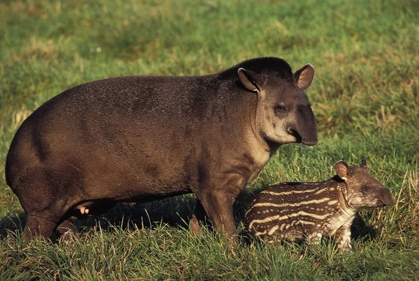 Lowland Tapir, tapirus terrestris, Female with Calf — Stock Image Lowland Tapir Tapirus Terrestris Female Calf Stock Photo