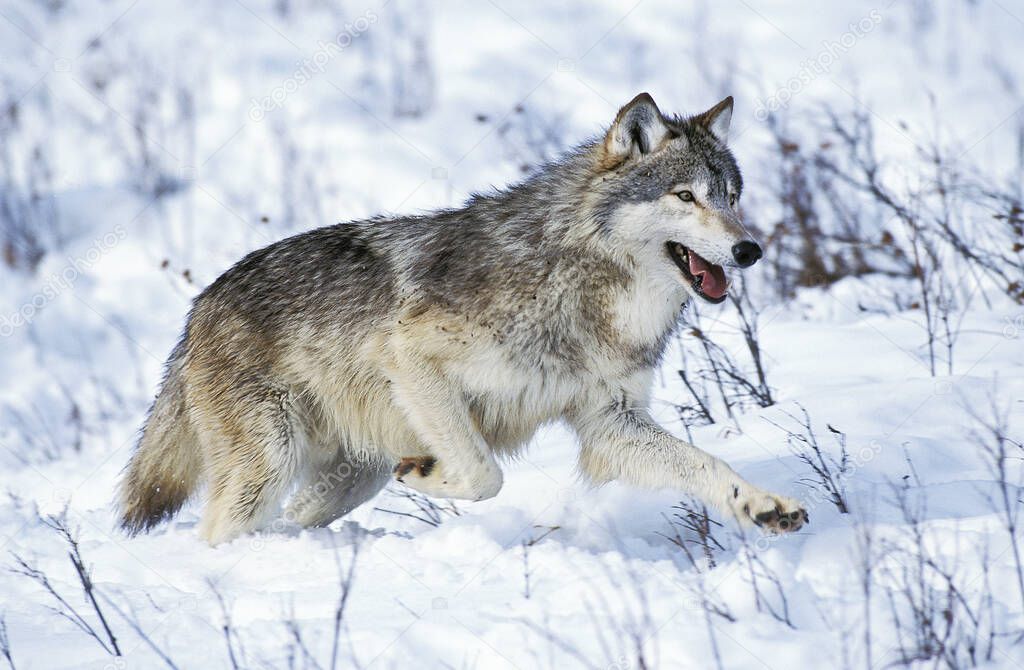 North American Grey Wolf,  canis lupus occidentalis, Adult running on Snow, Canada  
