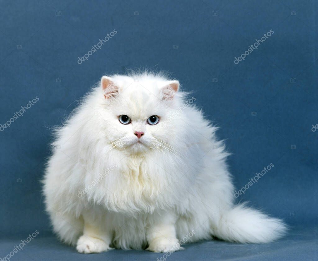 Gatto Domestico Persiano Bianco Con Gli Occhi Blu — Foto stock di ©  slowmotiongli #353209078, image size:1024x840