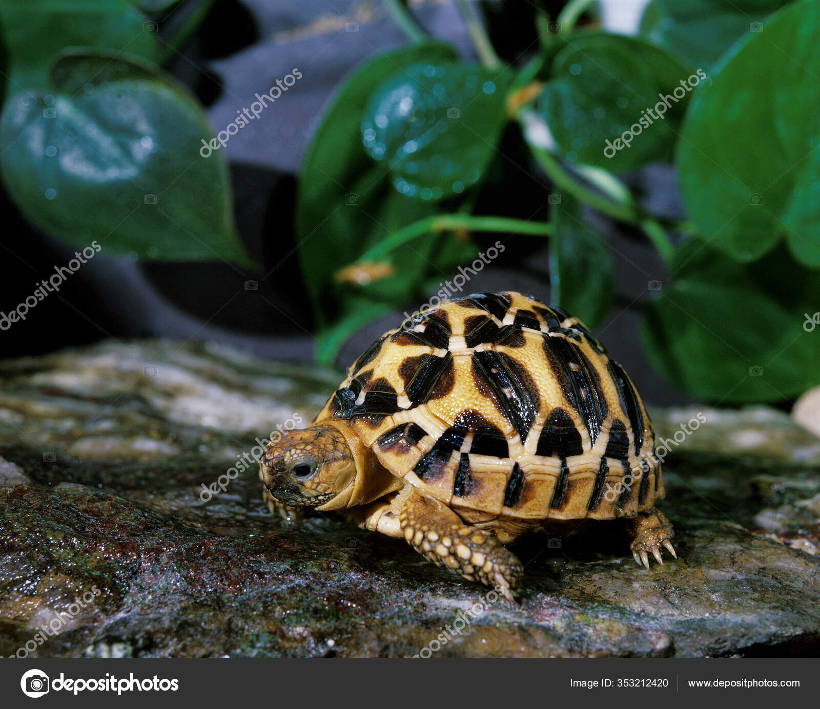 48 Indian Spotted Turtle Stock Photos Free Royalty Free Indian Spotted Turtle Images Depositphotos