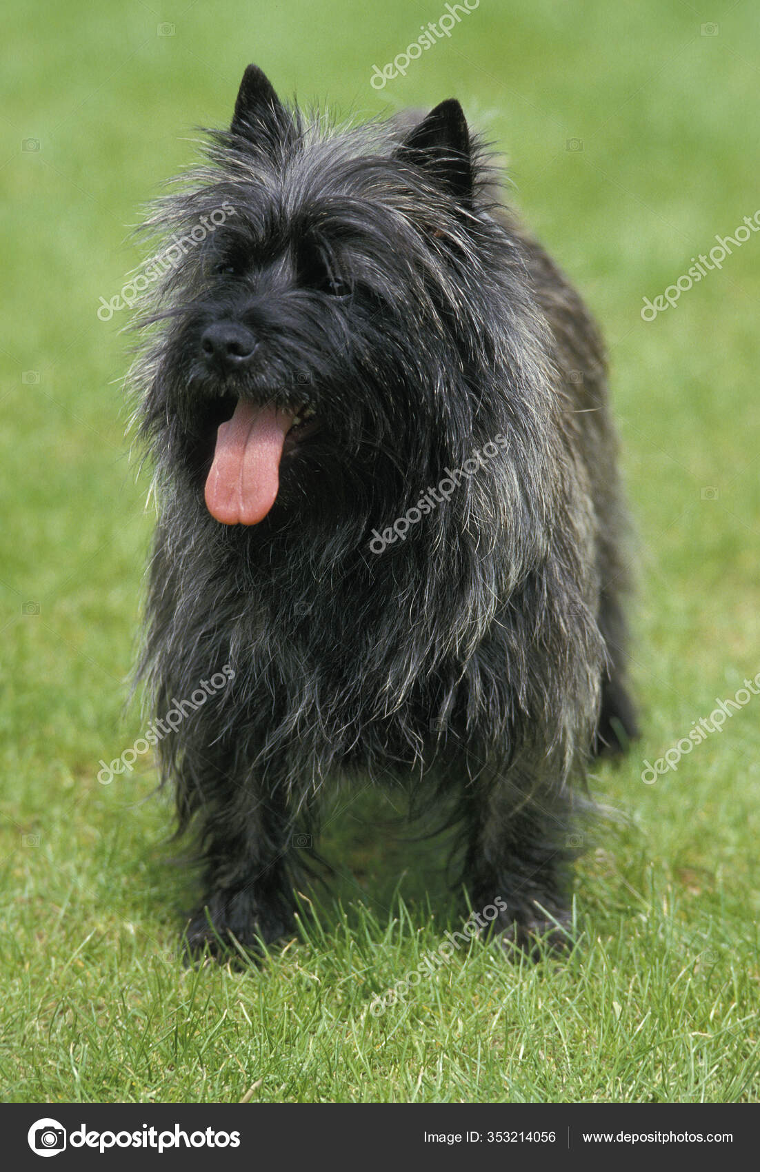 Cairn Terrier Dog Standing Lawn — Stock Photo © slowmotiongli