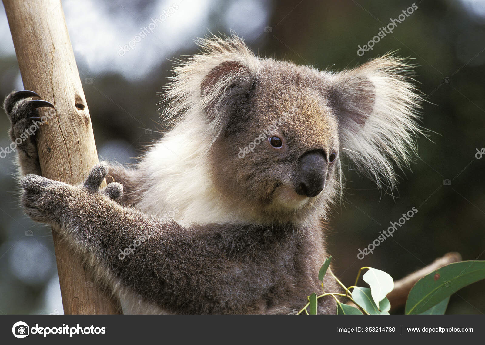 Koala Phascolarctos Cinereus Portrait Adult Stock Photo by