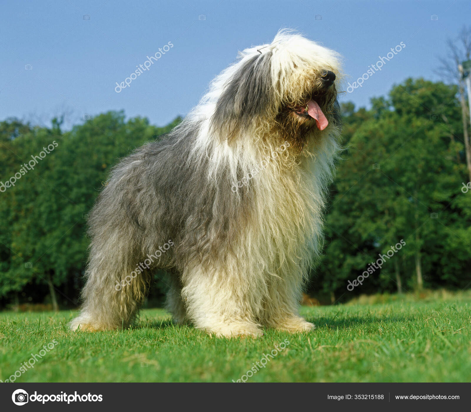 Cão Pastor Inglês Velho Que Está Na Grama Foto de Stock - Imagem