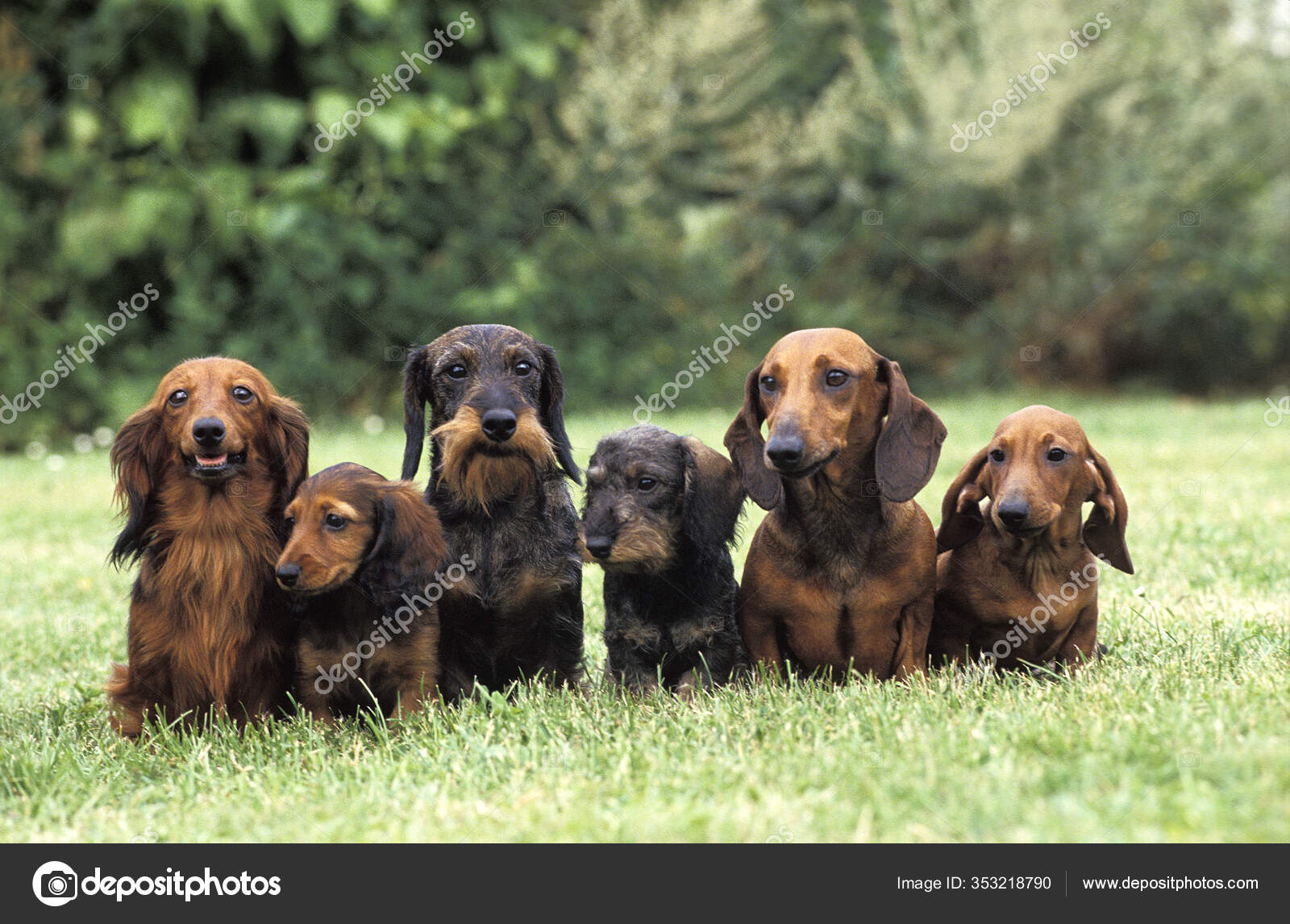 Smooth Wire Haired Dachshund Dachshund Wire Hair Wild Boar