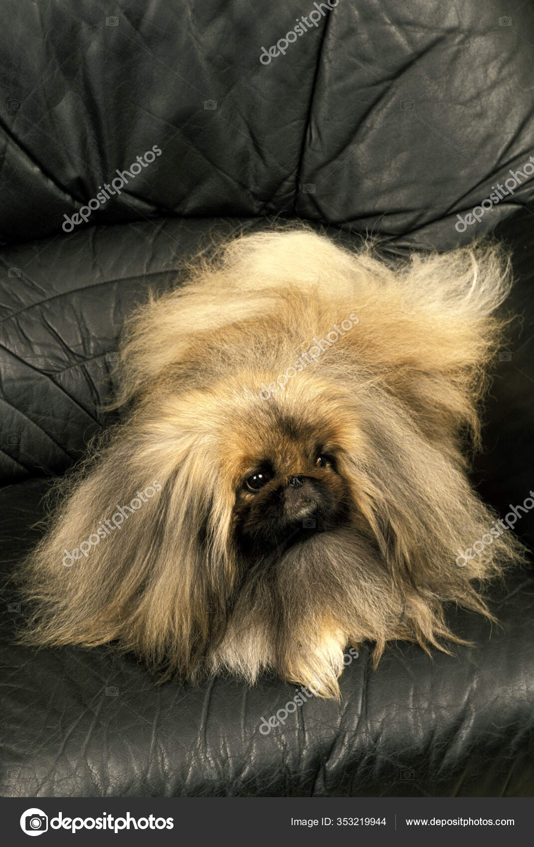 pekinese perro tendido sofa foto de stock c slowmotiongli 353219944