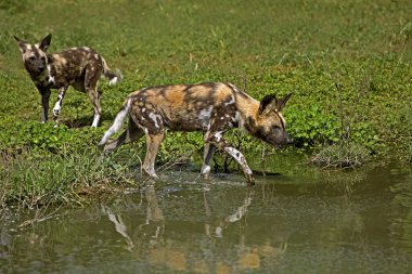 Afrika Vahşi Köpeği, Lycaon Pictus, Su Deliği, Namibya 