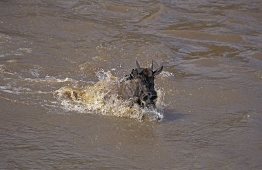 Mavi Antilop, Taurinus konnochaetes, Göç sırasında Mara Nehri 'ni geçmek, Kenya' daki Masai Mara Parkı.  