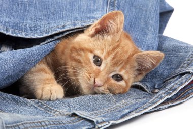 Kırmızı Tekir Ev Kedisi, Kot pantolonla oynayan Kedicik  