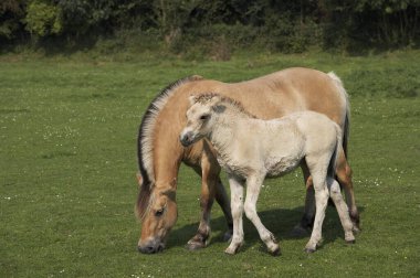 Norveç Piyade Atı, Kısrak ve Tay   