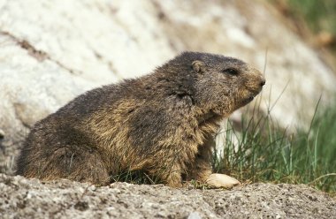 Alpine Marmot, marmota marmota, Kayalıklarda duran yetişkin, Fransız Alpleri. 