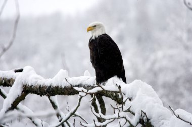 Kel Kartal, haliaeetus leucocephalus, Alaska  