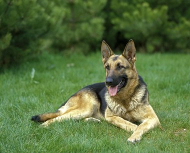 Alman çoban köpeği çimlerin üzerinde duruyor. 