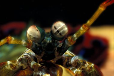 Tavuskuşu Mantis Karidesi, odontodactylus Scyllarus, Gözlerinizi Kapatın  