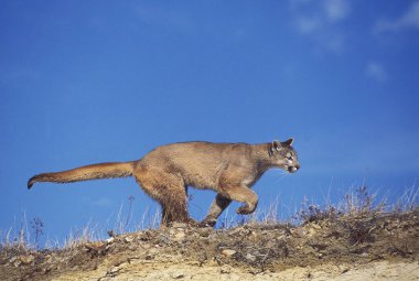 Cougar, puma concolor, Yetişkin Kayaların Üzerinde Duruyor  