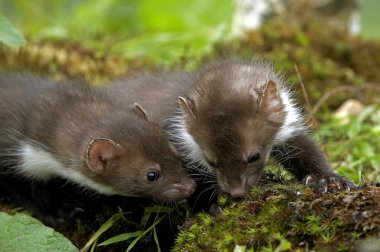 Stone Marten veya Beech Marten, martes foina, Youngs, Normandiya 
