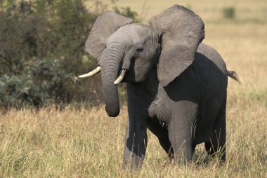 Afrika Fili, Loxodonta Africana, Young, Masai Mara Parkı Kenya  