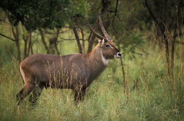 Defassa Waterbuck, kobus ellipsiprymnus defassa, erkek, Kenya Masai Mara Parkı  