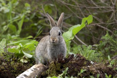 Young European Rabbit,  oryctolagus cuniculus, Normandy   clipart