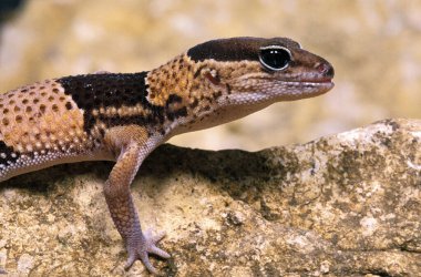 Gecko, Stone 'un üzerinde duruyor  