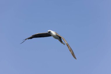 Peru Booby, Sula variegata, uçuşta, Peru 'daki Paracas Rezervindeki Ballestas Adaları  