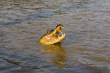 Gözlüklü Caiman, Timsah, Ağzını Açan Yetişkin, Venezuela 'da Los Lianos  
