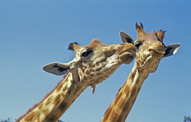 Rothschild's Giraffe,  giraffa camelopardalis rothschildi   clipart