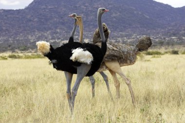 Devekuşu, struthio camelus, erkek ve kadın, Kenya 'daki Masai Mara Parkı  