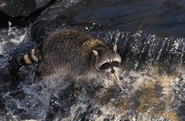 Rakun, procyon lotor, yetişkin nehri geçiyor.  