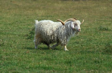Angora Evcil Billy Keçi, Mohair Yün Üreten  