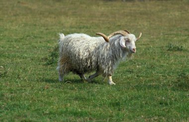Angora Domestic Billy goat, Breed producing the Mohair Wool   clipart