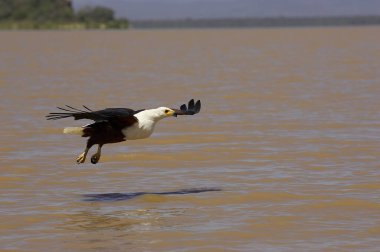 Afrika Balık Kartalı, haliaeetus vocifer, Uçan Yetişkin, Kenya Baringo Gölü 'nde Balıkçılık    