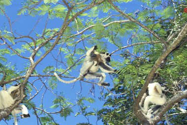 Verreaux's Sifaka, propithecus verreauxi,  Adult leaping from Branch,   Berent Reserve in  Madagascar   clipart