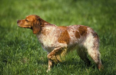 Britanny Spaniel, Köpek İşareti  