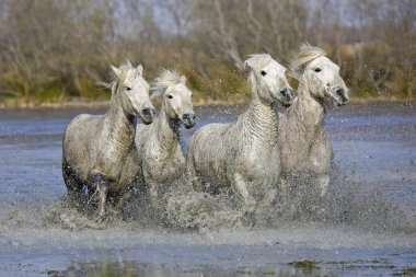 Camargue Atları, Herd Bataklıkta, Saintes Marie de la Mer Güney Fransa 'da 