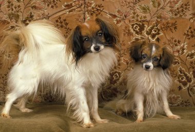 Phalene ya da Continental Toy Spaniel, Koltukta duran köpek   