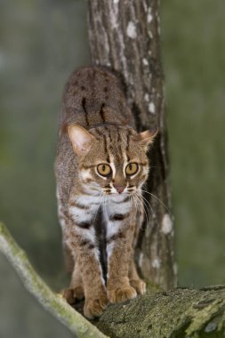 Paslı Benekli Kedi, Prionailurus Rubiginosus  