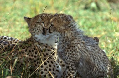 Çita, asinonyx jubatus, Anne ve Yavrusu, Kenya 'daki Masai Mara Parkı  