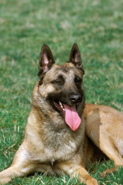 Malinois ya da Belçika Çoban Köpeği Çimenlerin üzerinde  