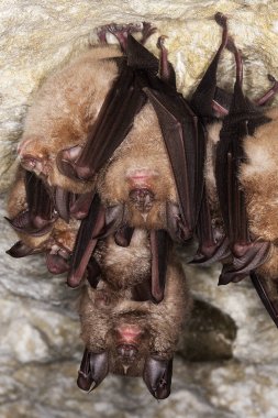 Büyük At nalı Yarasası, Rhinolophus ferrumequinum, Koloni Hibernating, Mağara Tavanında Asılma, Normandiya  