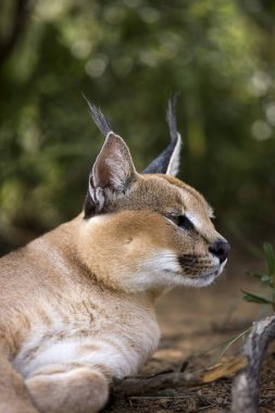 Caracal, Caracal Caracal, Portrait of Adult, bir Cape Glossy Starling, Namibia  