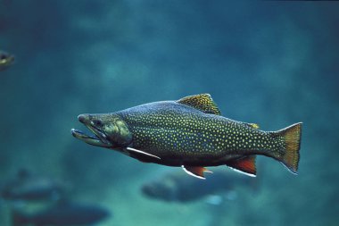 Alabalık, Salvelinus fontinalis.  