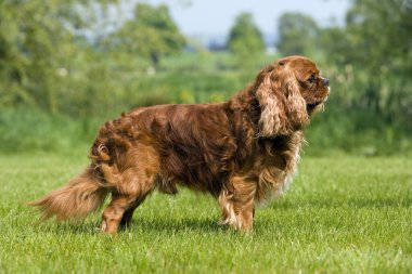 Şövalye Kral Charles Spaniel, Çimlerin üzerinde duran Erkek   
