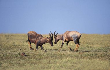 Topi,  damaliscus korrigum, Males Fighting, Masai Mara Park in Kenya  