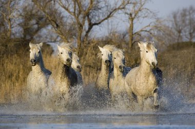 Camargue At Saintes Marie De La Mer Güney Fransa  