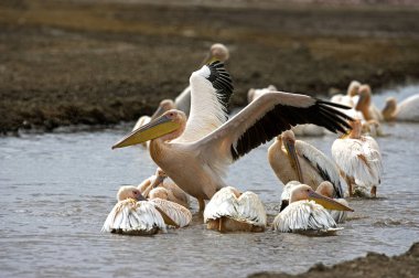 Büyük Beyaz Pelikan, Pelecanus onocrotalus, Grup Kenya 'da Bath, Nakuru Gölü' ne gidiyor.  