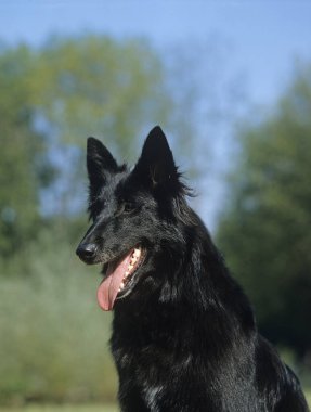 Belçika Çoban Köpeği Groendael, Dilsiz Köpek Portresi  