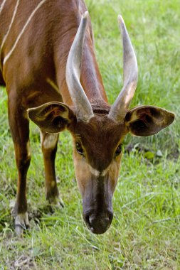 Bongo, taurotragus euryceros, Erkek Lideri  