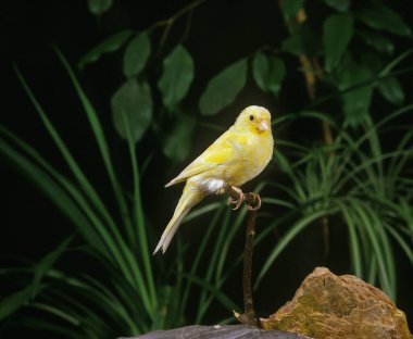 Malinois Kanaryası veya Song Kanaryası, Serinus Kanaryası   