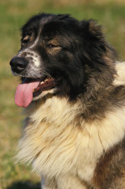 Kafkas Çoban Köpeği, Rusya 'dan Çürümüş, Dilli Portre  